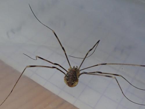 Réf. 297 469 : Opilio canestrinii